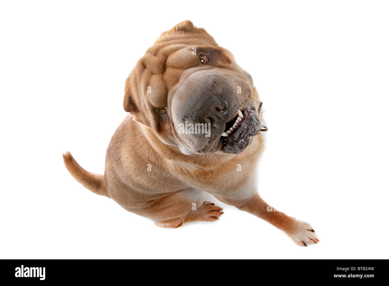 chinesische Shar-pei Stockfoto