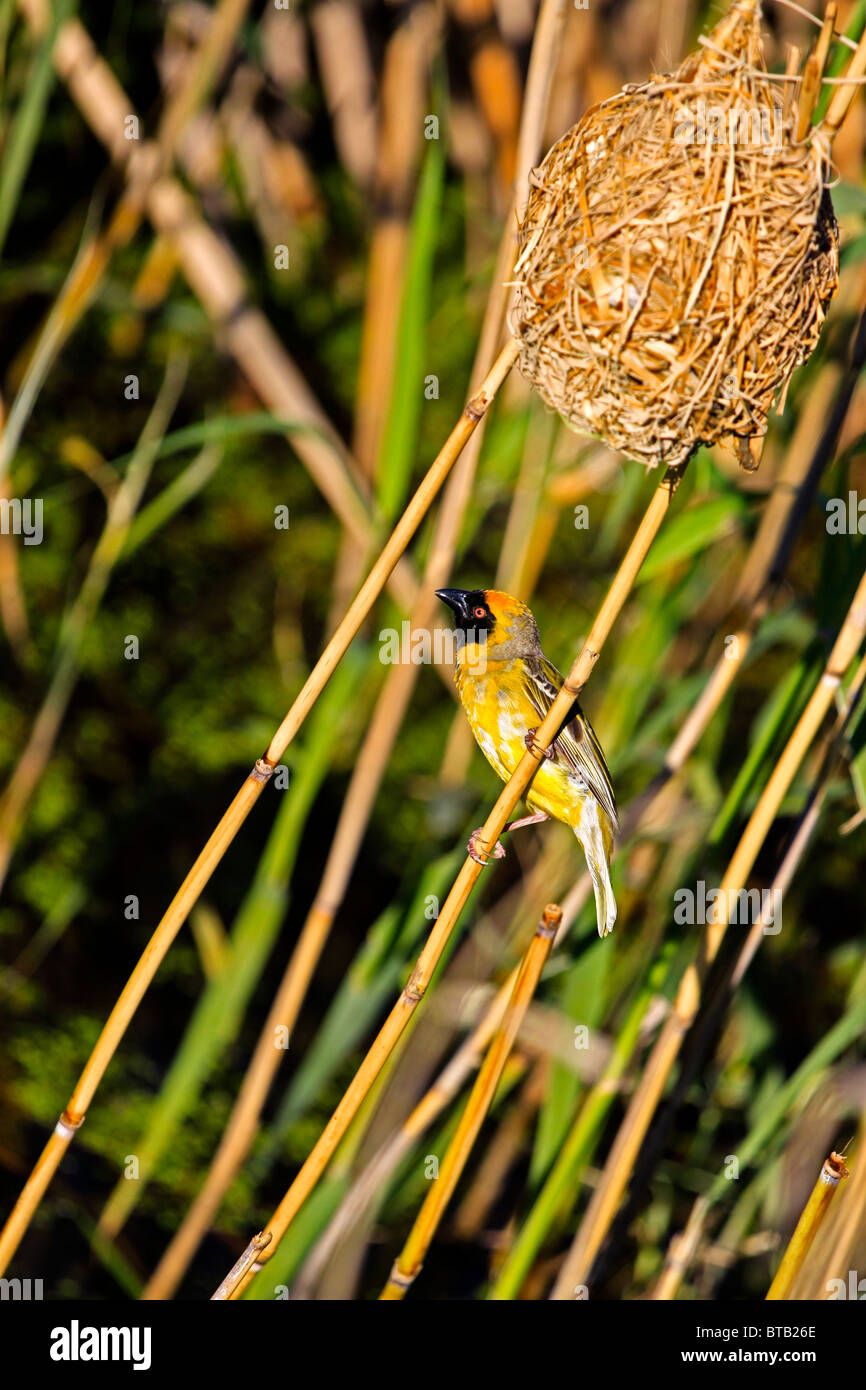 Afrikanische südliche maskiert - Weber, Ploceus velatus Gebäude ein Nest bei Intaka Island Bird Sanctuary, Kapstadt, Südafrika. Stockfoto