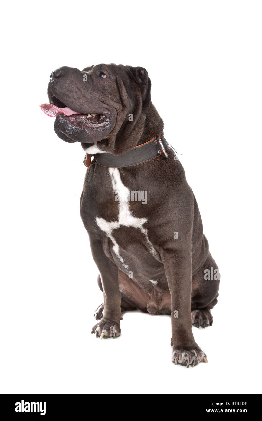 chinesische Shar-pei Stockfoto