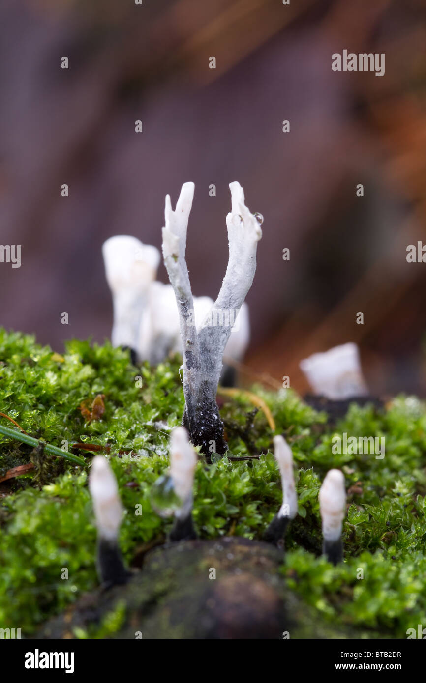 Candlesnuff Pilze (Xylaria Hypoxylon) wachsen in freier Wildbahn Stockfoto