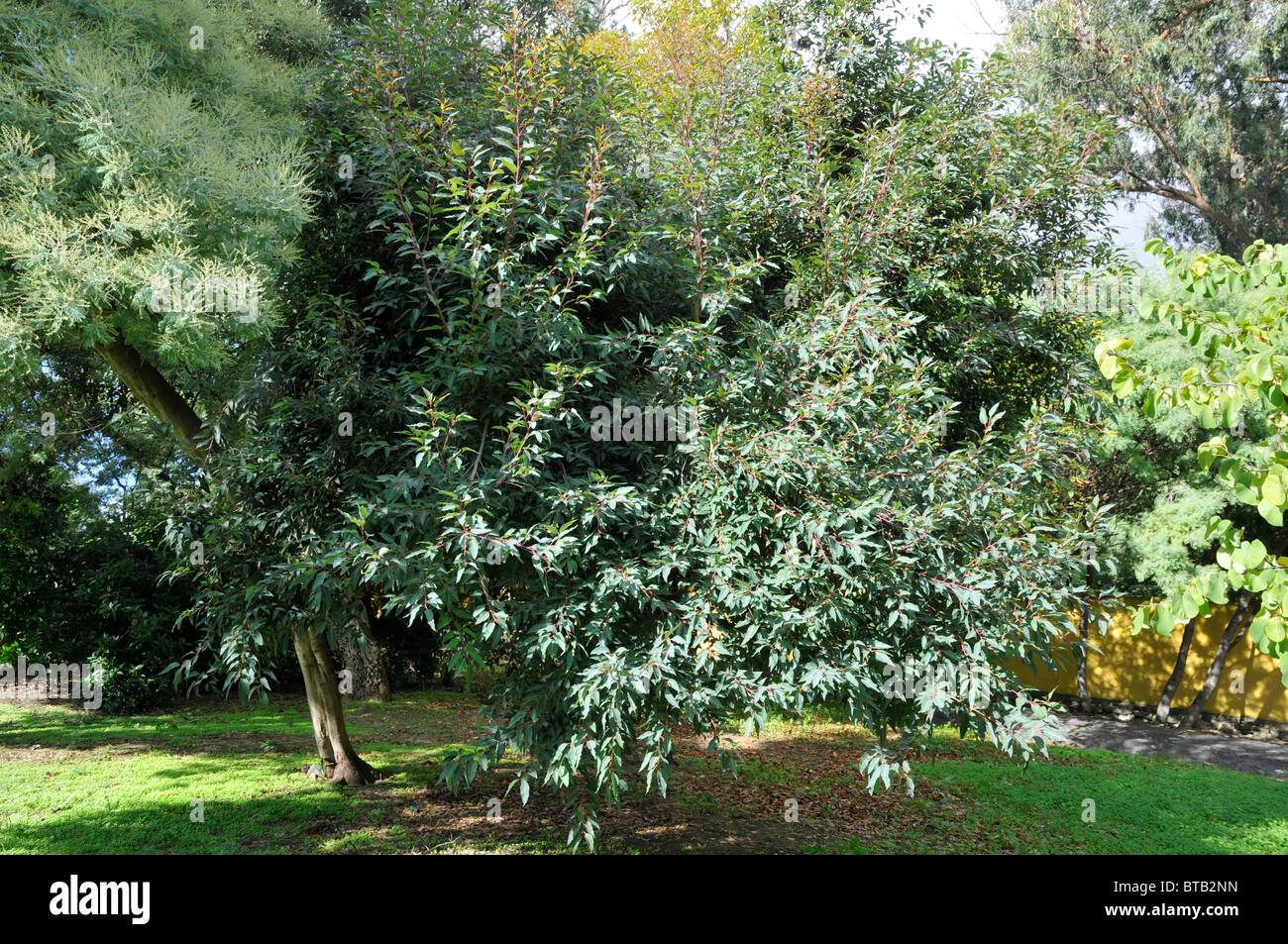 Caesia (Silber Prinzessin) Eukalyptusbaum zwischen eine Mimose und dem Judas Baum. Stockfoto