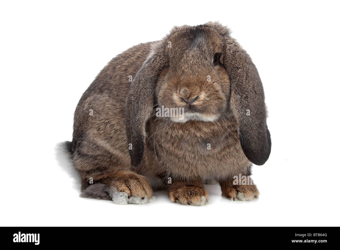 Kaninchen, isoliert auf weiss Stockfoto