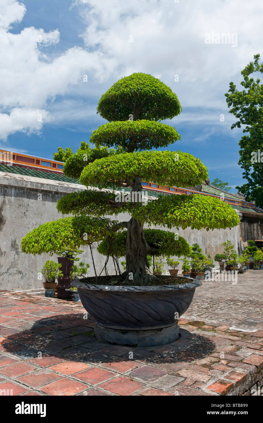 Ein Formschnitt Bonsai-Baum im Inneren Zitadelle Innenhof der kaiserlichen  Stadt Hue, Vietnam Stockfotografie - Alamy
