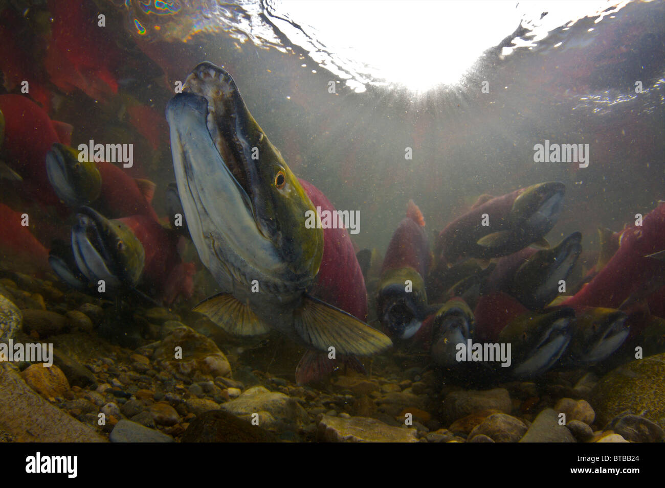 Sockeye Lachs während der Laichzeit laufen Adams River in British Columbia Kanada-Aufnahme unter Bund und Provinzen erlaubt Stockfoto