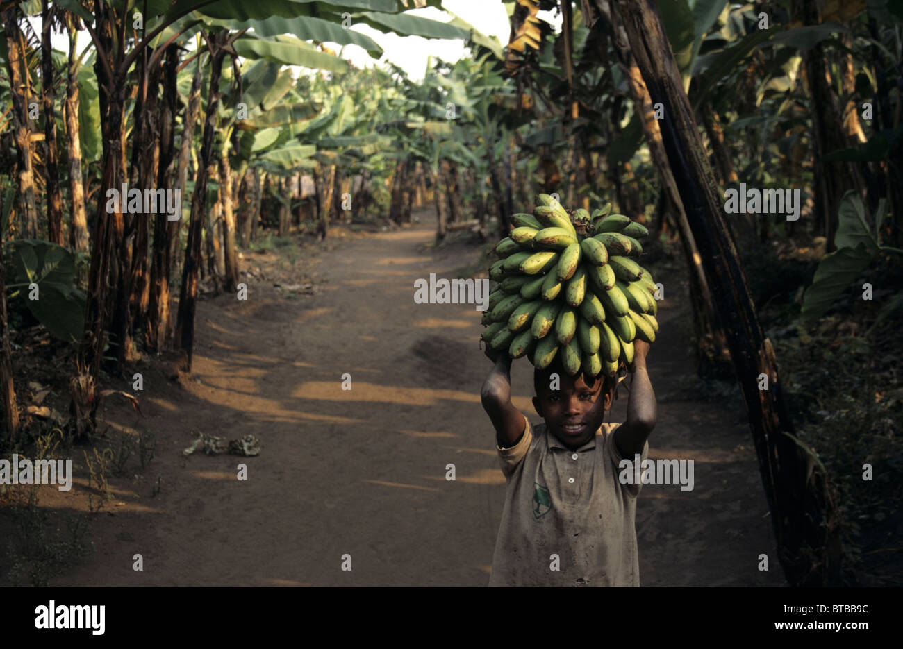 Bananen in Uganda Stockfoto