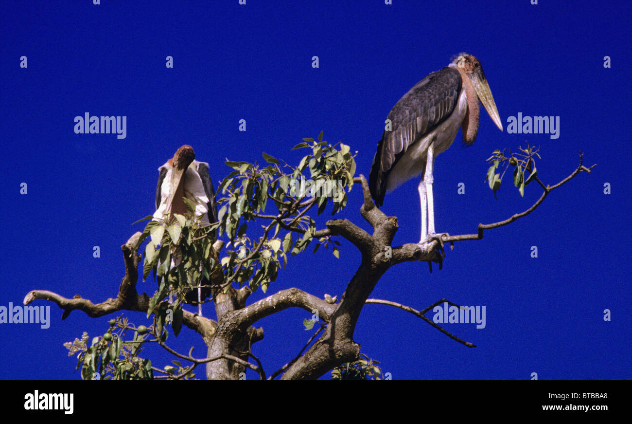 Tierwelt im Naturschutzgebiet serengiti Stockfoto