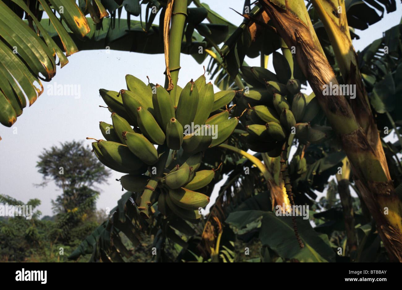 Bananen in Uganda Stockfoto