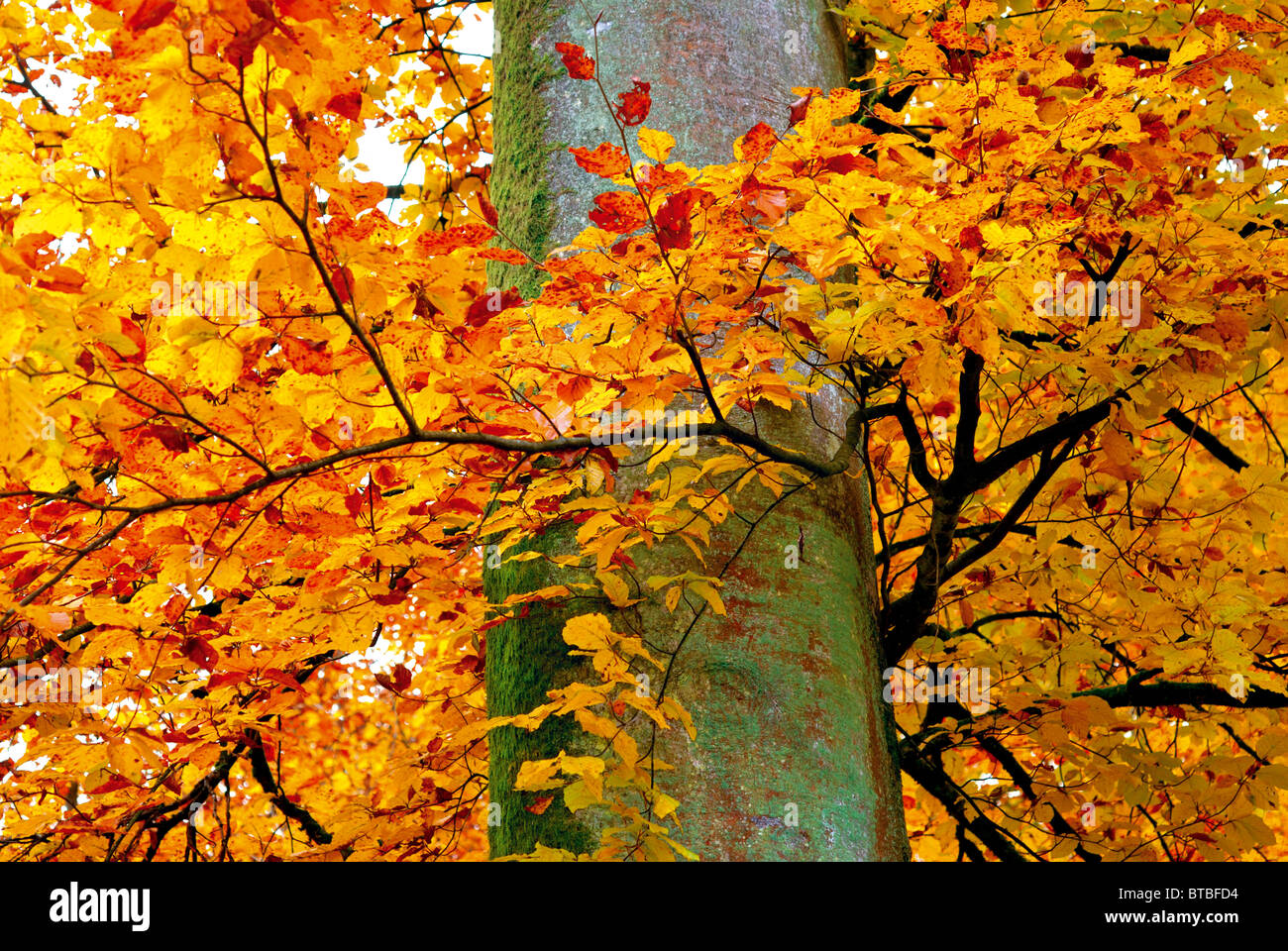 Deutschland: Herbst in den Wäldern der Region Odenwald Stockfoto