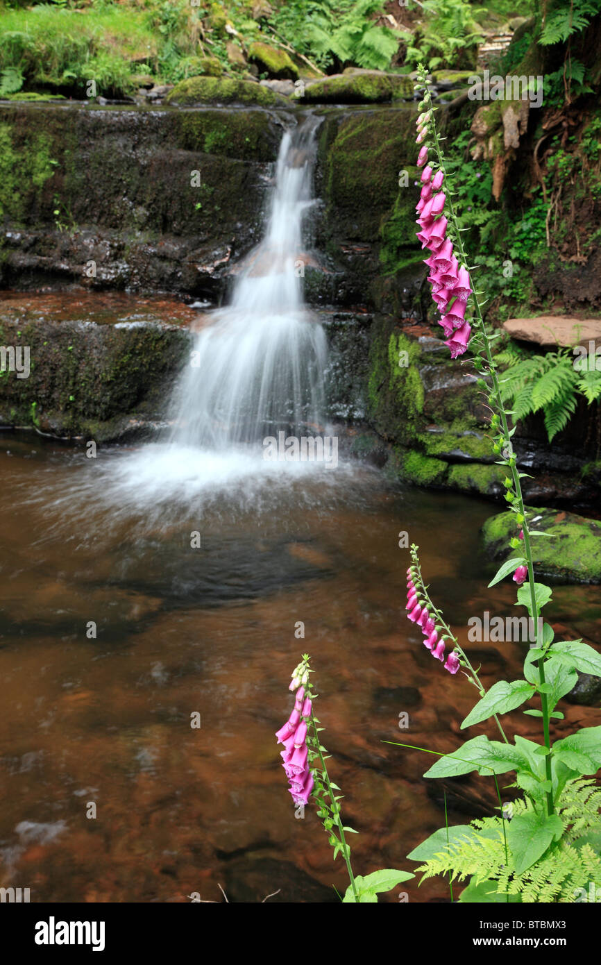 Blaen y Glyn Wasserfälle, Brecon Beacons, Wales, UK Stockfoto