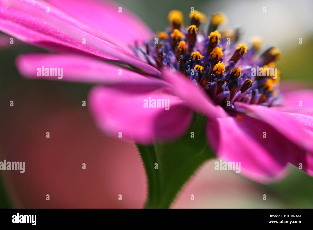 Makroaufnahme von rosa Blütenmitte Stockfoto