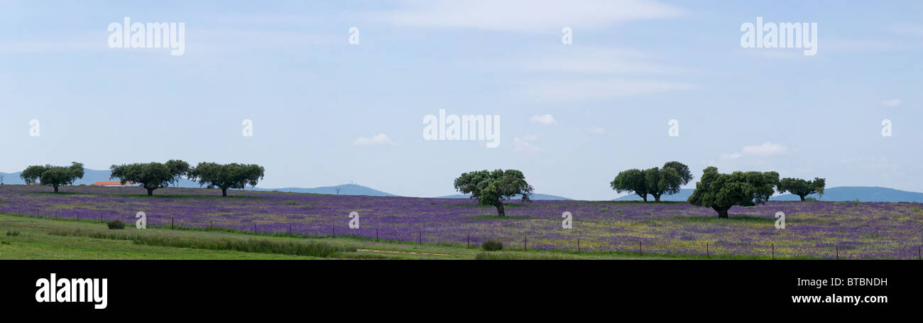 Panorama von Feldern mit Korkeichen in Nähe von Cáceres (Extremadura, Spanien) Stockfoto