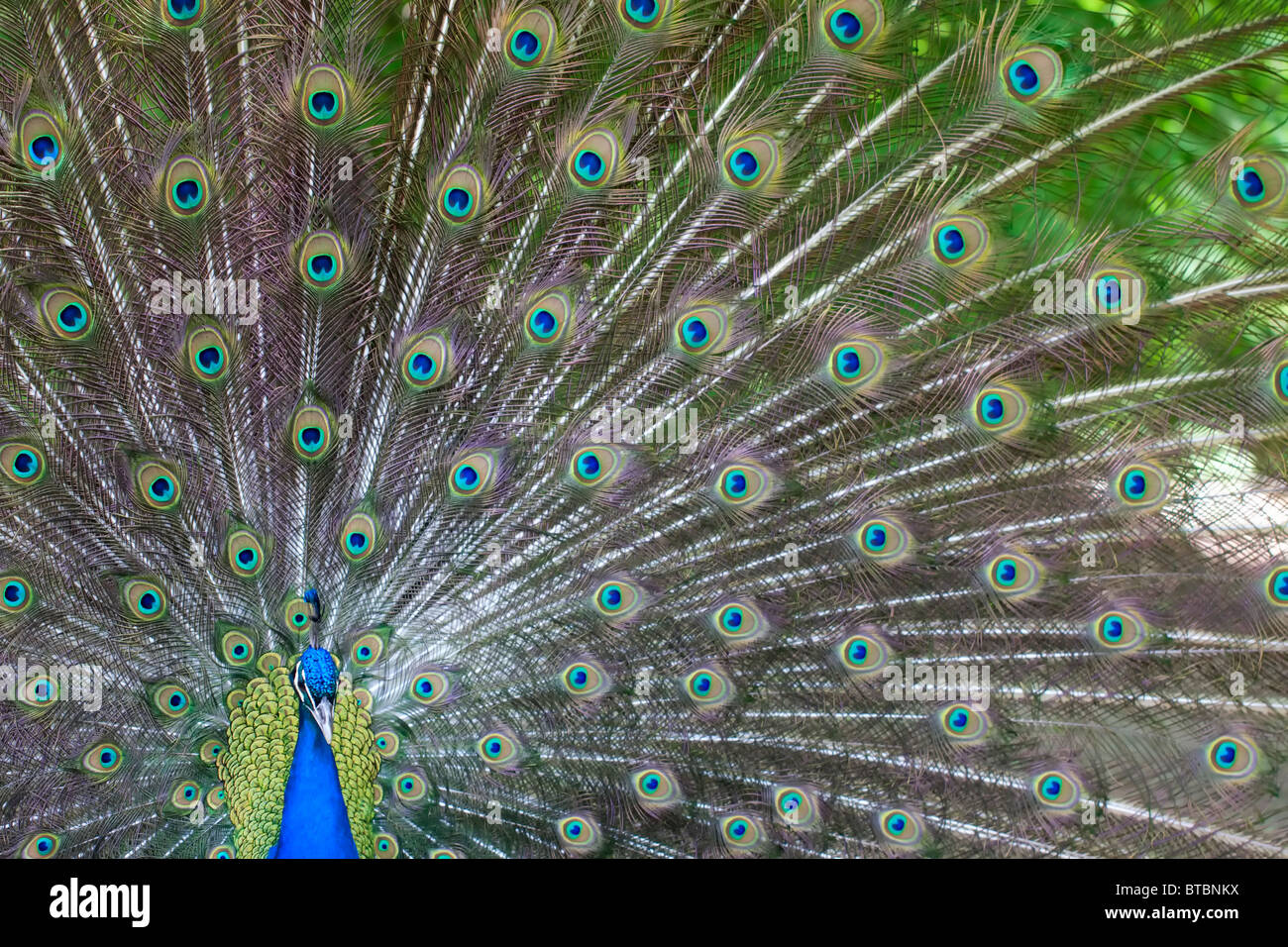 Ein Pfau präsentiert seine Rute Stockfoto