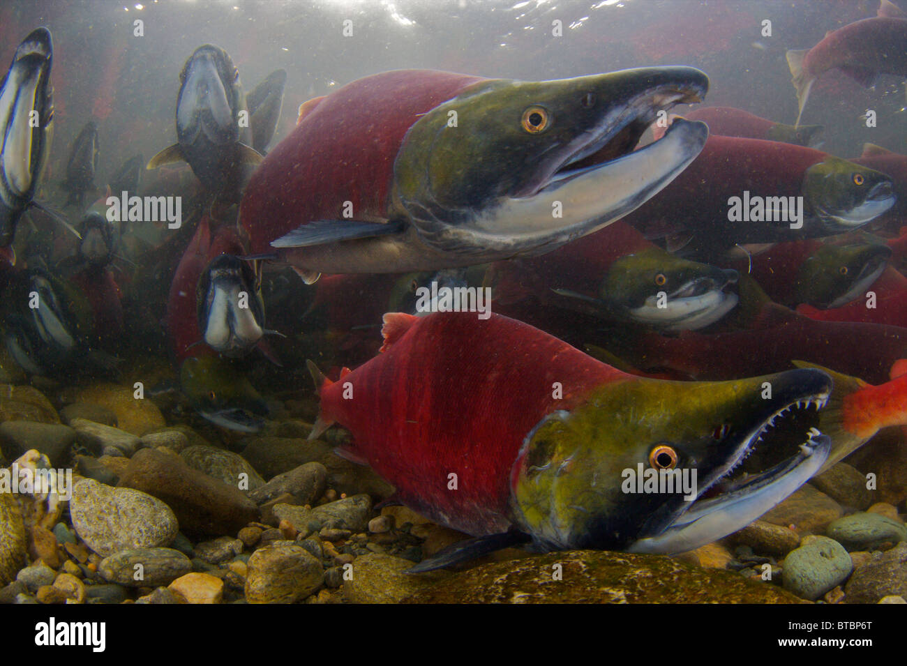 Sockeye Lachs während der Laichzeit laufen Adams River in British Columbia Kanada-Aufnahme unter Bund und Provinzen erlaubt Stockfoto