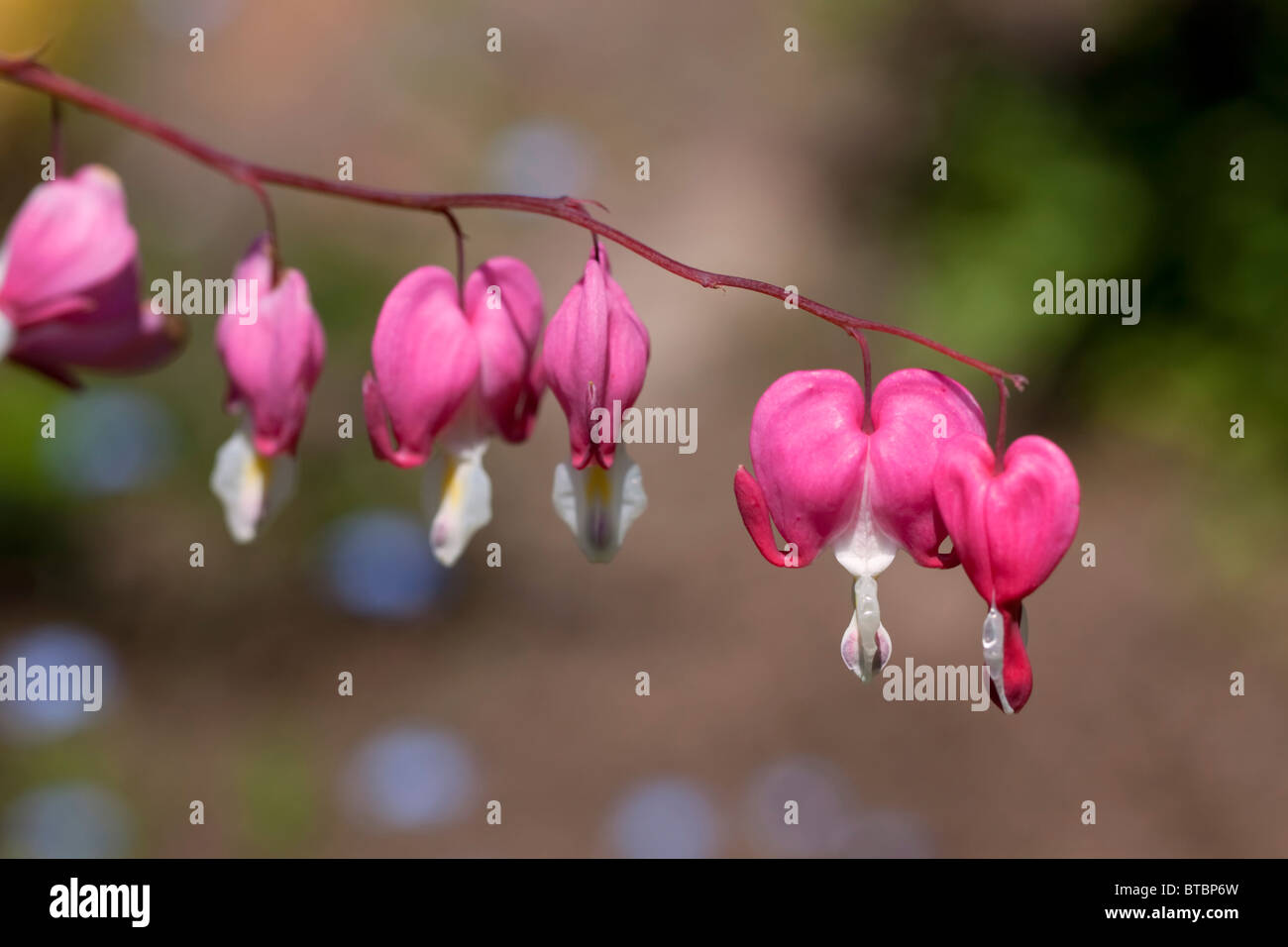 Blutenden Herzen Blumen - Dicentra spectabilis Stockfoto