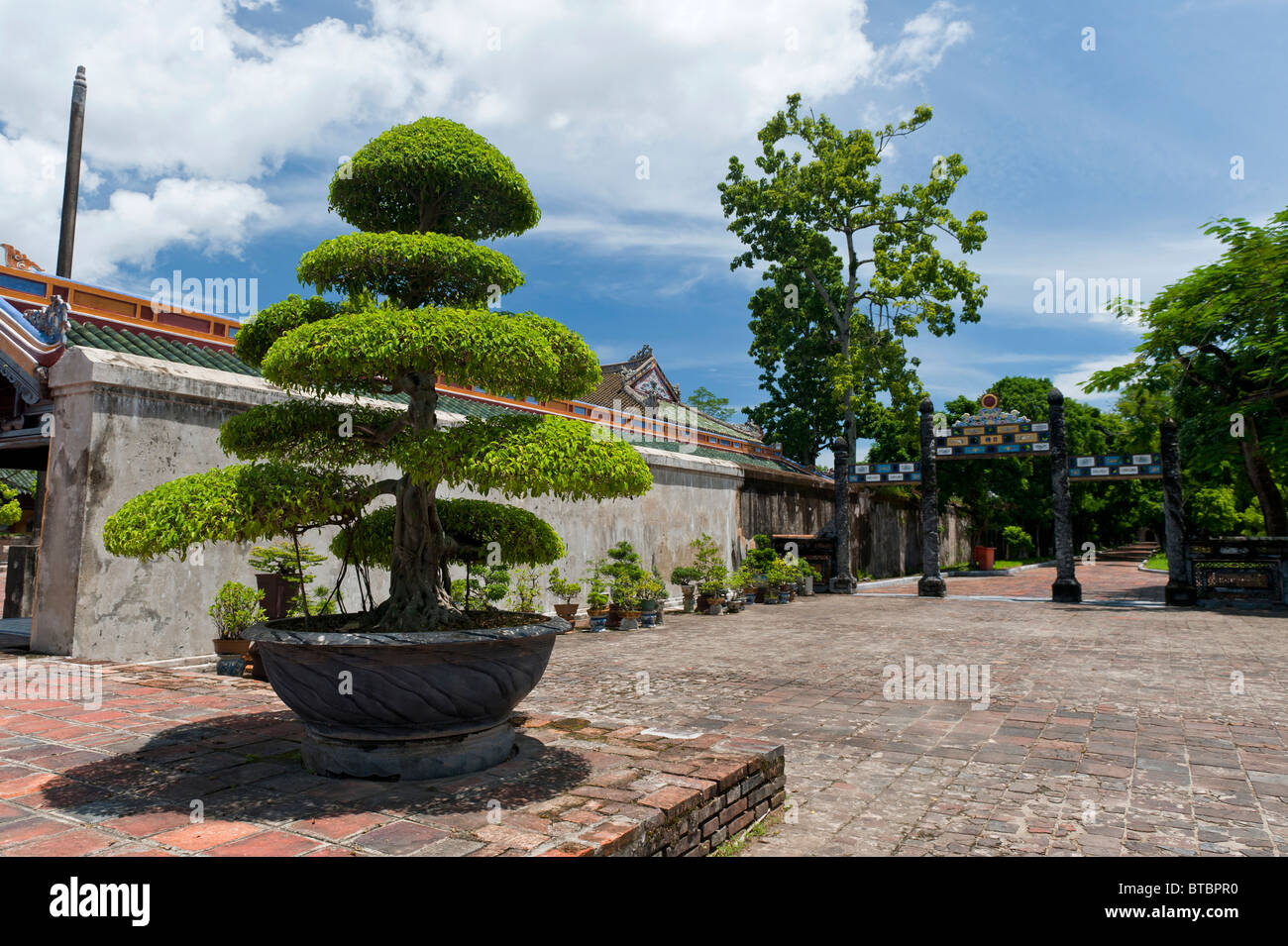 Ein Formschnitt Bonsai-Baum im Inneren Zitadelle Innenhof der kaiserlichen  Stadt Hue, Vietnam Stockfotografie - Alamy