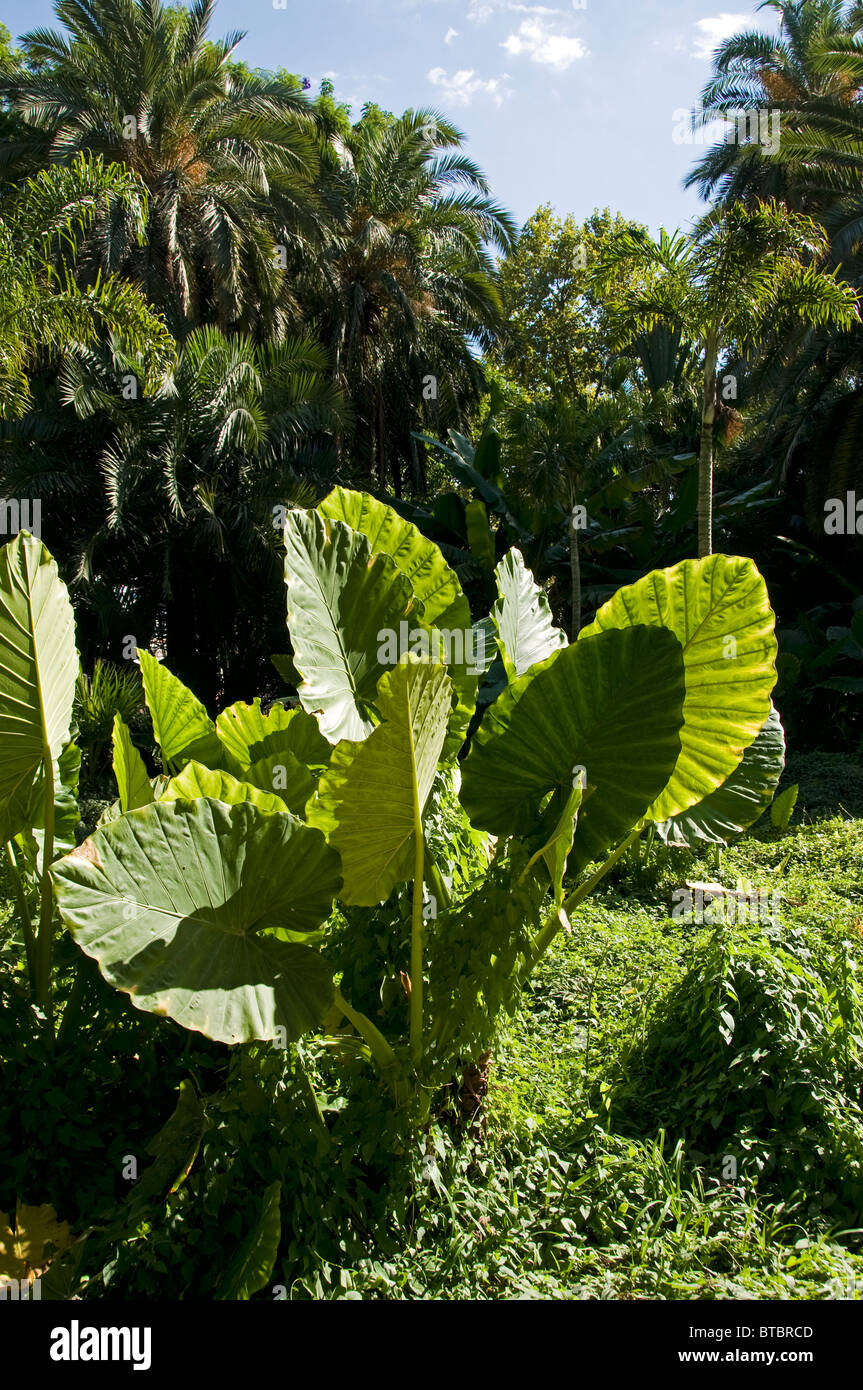 Spanien Andalusien Spanien Andalusien Malaga Park Garten Meer Bäume Stockfoto