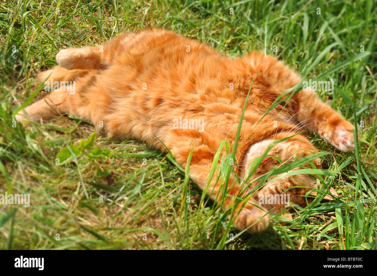 Ginger Tom Katze Gras Stockfoto