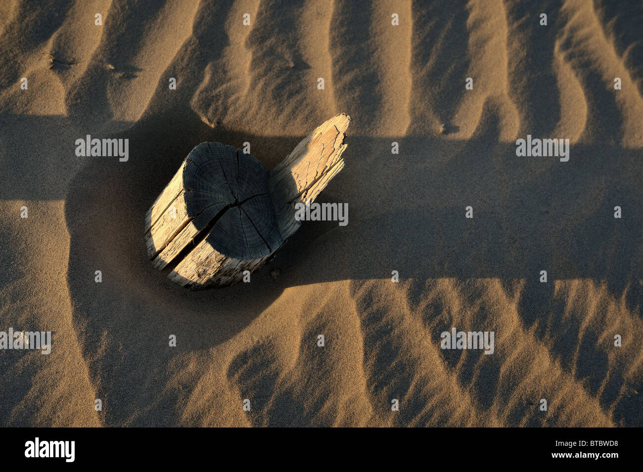 Baumstumpf in Sandwüste - Desertifikation Stockfoto