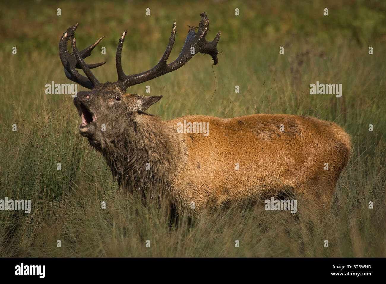 Rotwild-Hirsch bellt in der Brunft Herbst Stockfoto
