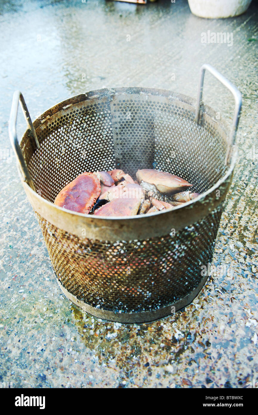 frische Krabben aus West Mersea in Essex, in den Eimer bereit, vor dienend in der Firma Schuppen gedämpft werden lokal gefangen Stockfoto