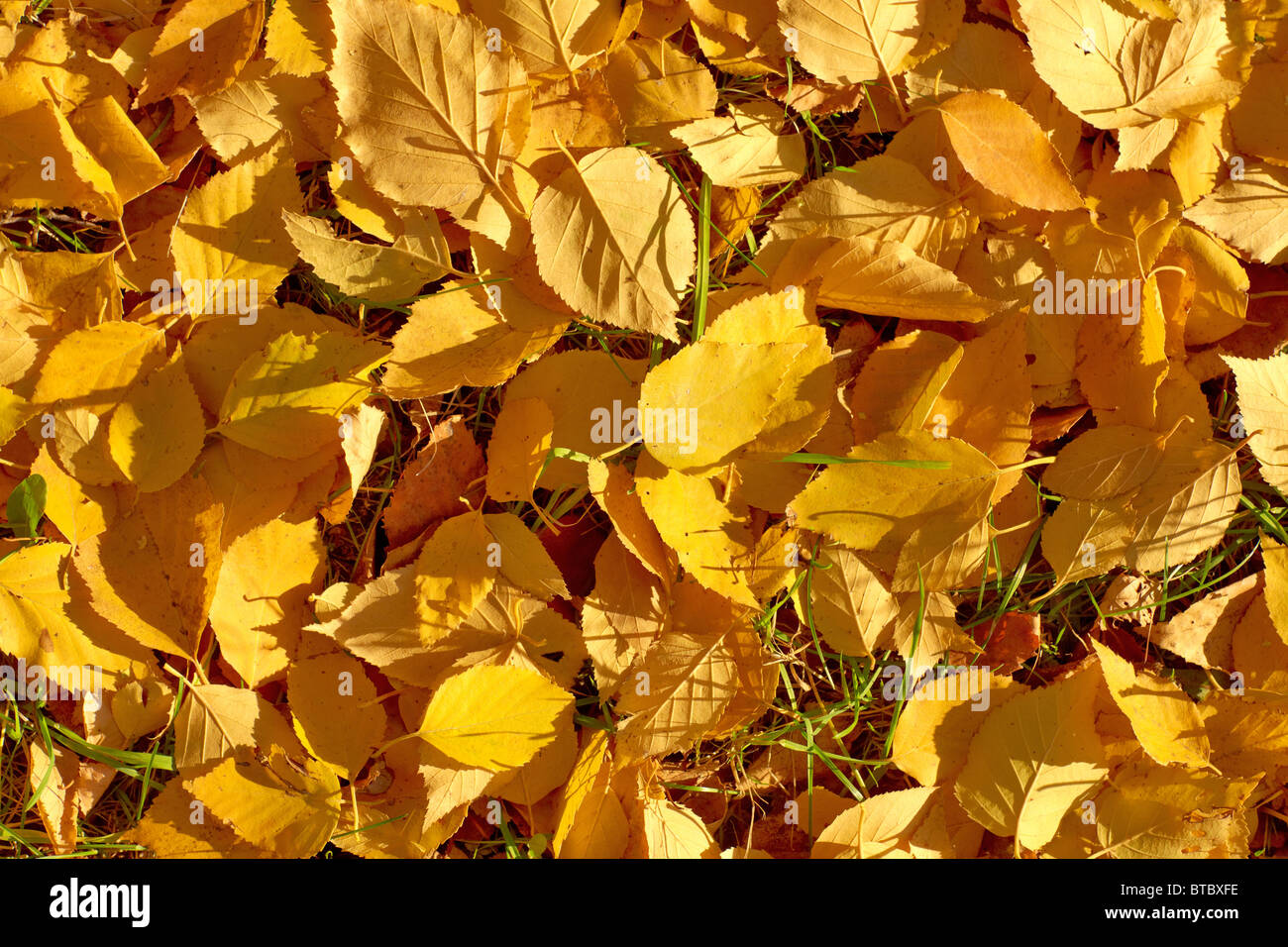 Herbstlaub Textur Oder Hintergrund Stockfotografie Alamy