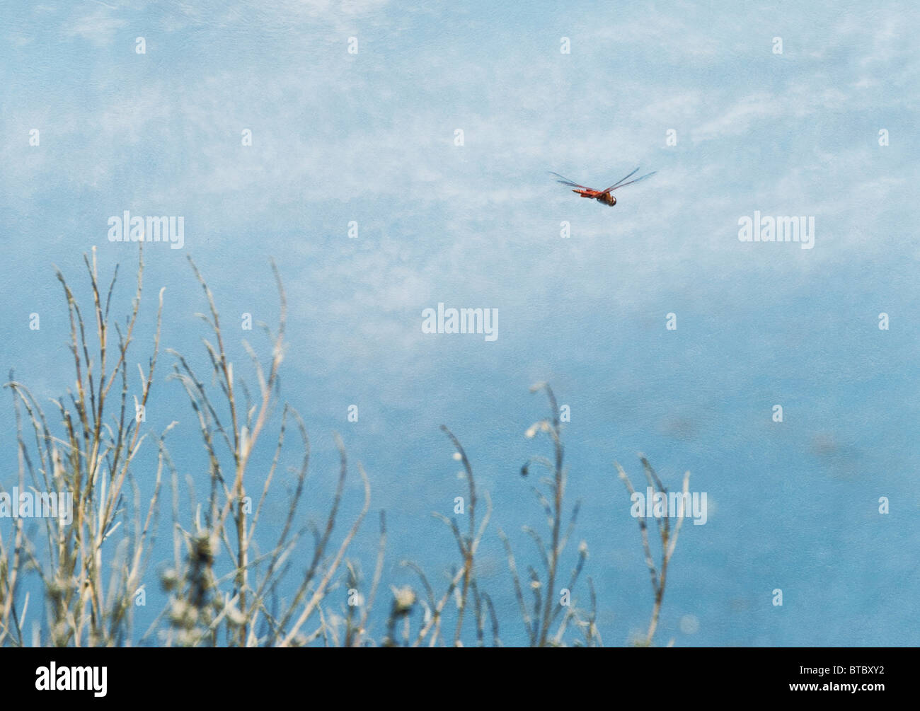 Ein strukturiertes Bild einer Flamme Abstreicheisen Libelle auf den hübschen blauen Wolken fliegen Stockfoto