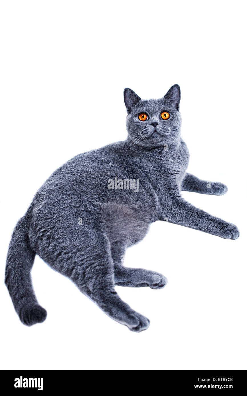 graue Katze liegend auf einem weißen Hintergrund Stockfoto
