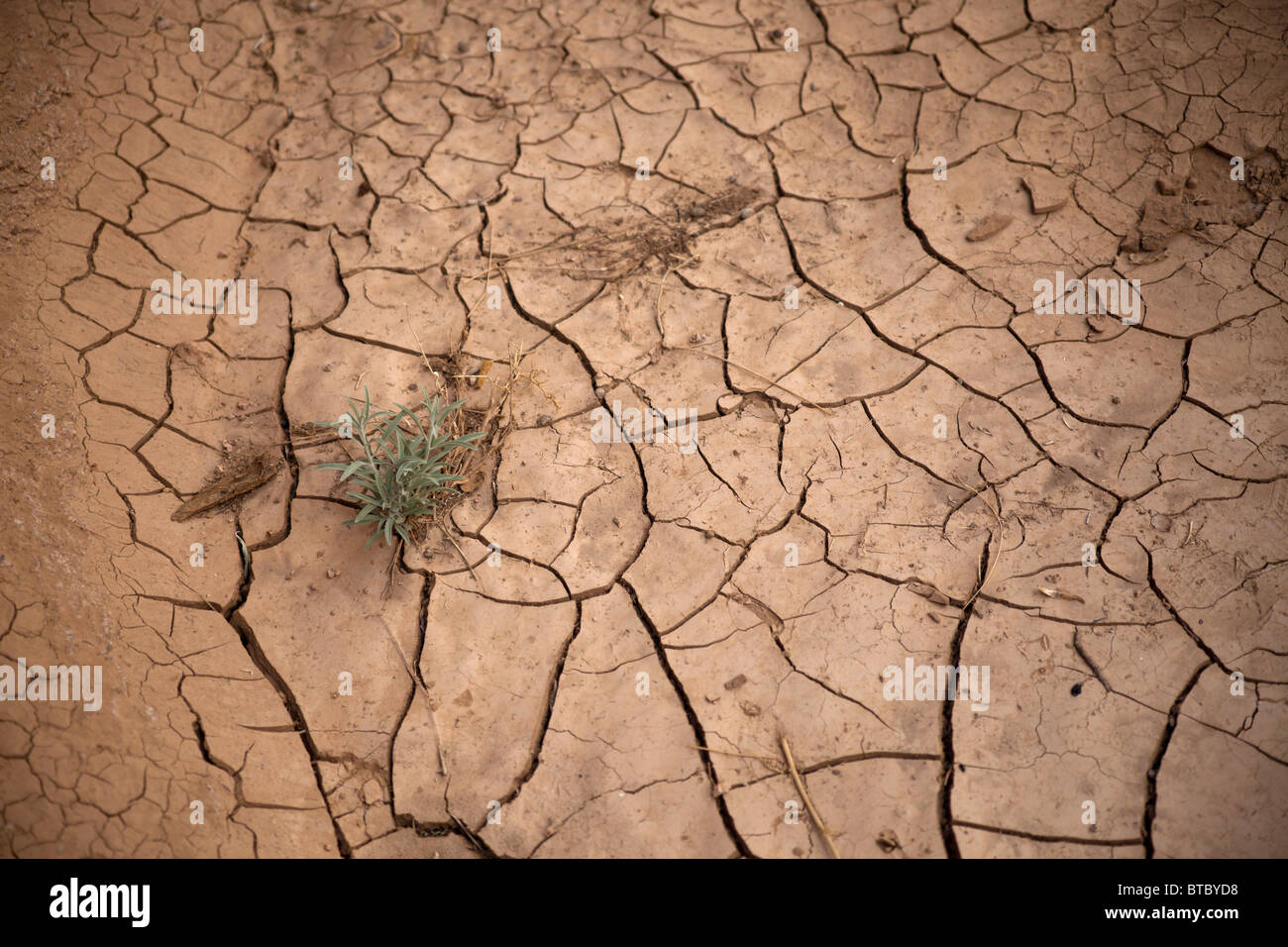 Trocken Sie, rissig Schlamm und eine einzelne Pflanze im Wadi Tilah Valley in der Nähe von St. Catherine oder El Miga Dorf, Sinai, Ägypten, Afrika, Stockfoto