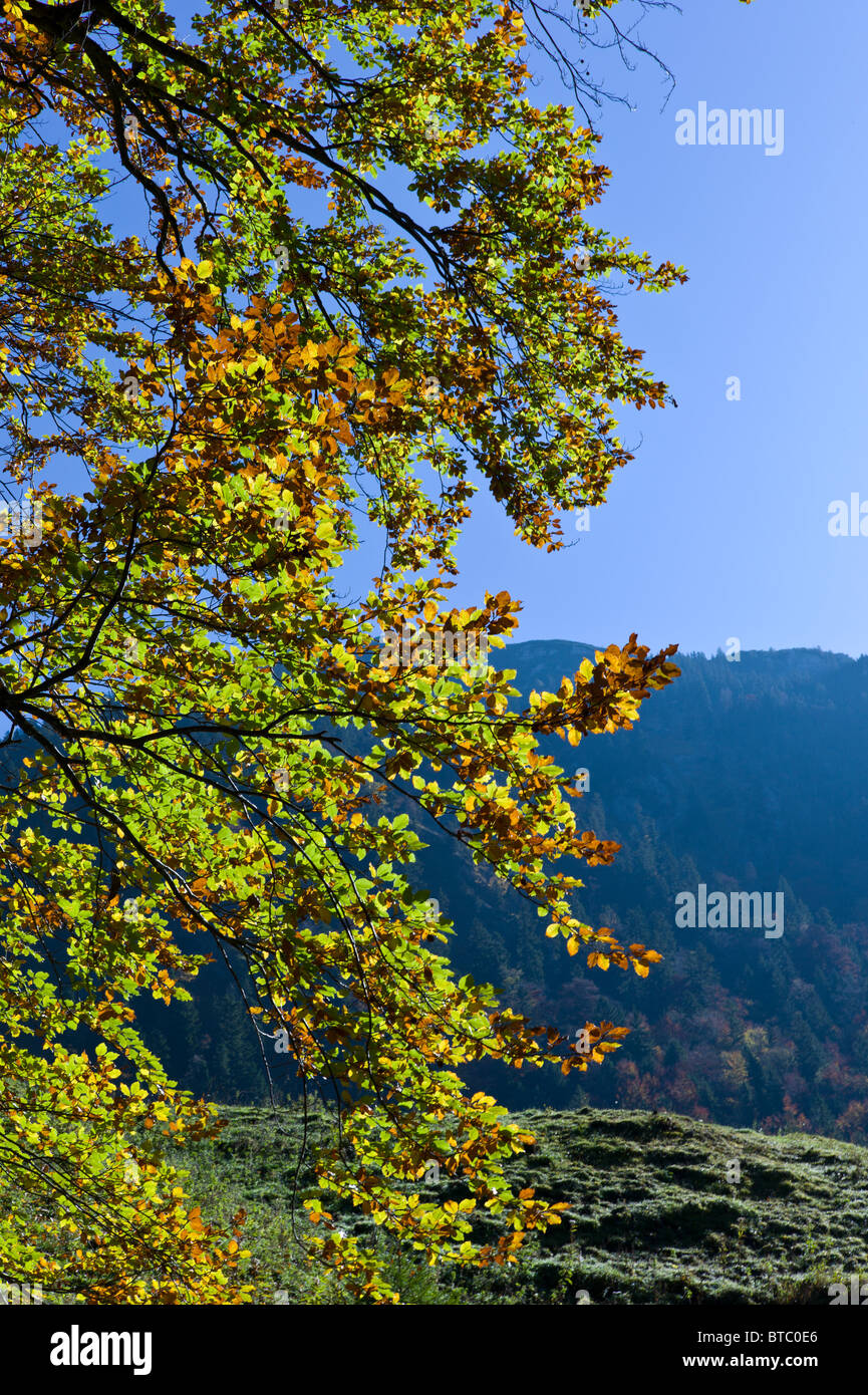 Zweige einer Buche mit farbigen Blätter im Vordergrund in den Bayerischen Alpen, Deutschland Stockfoto