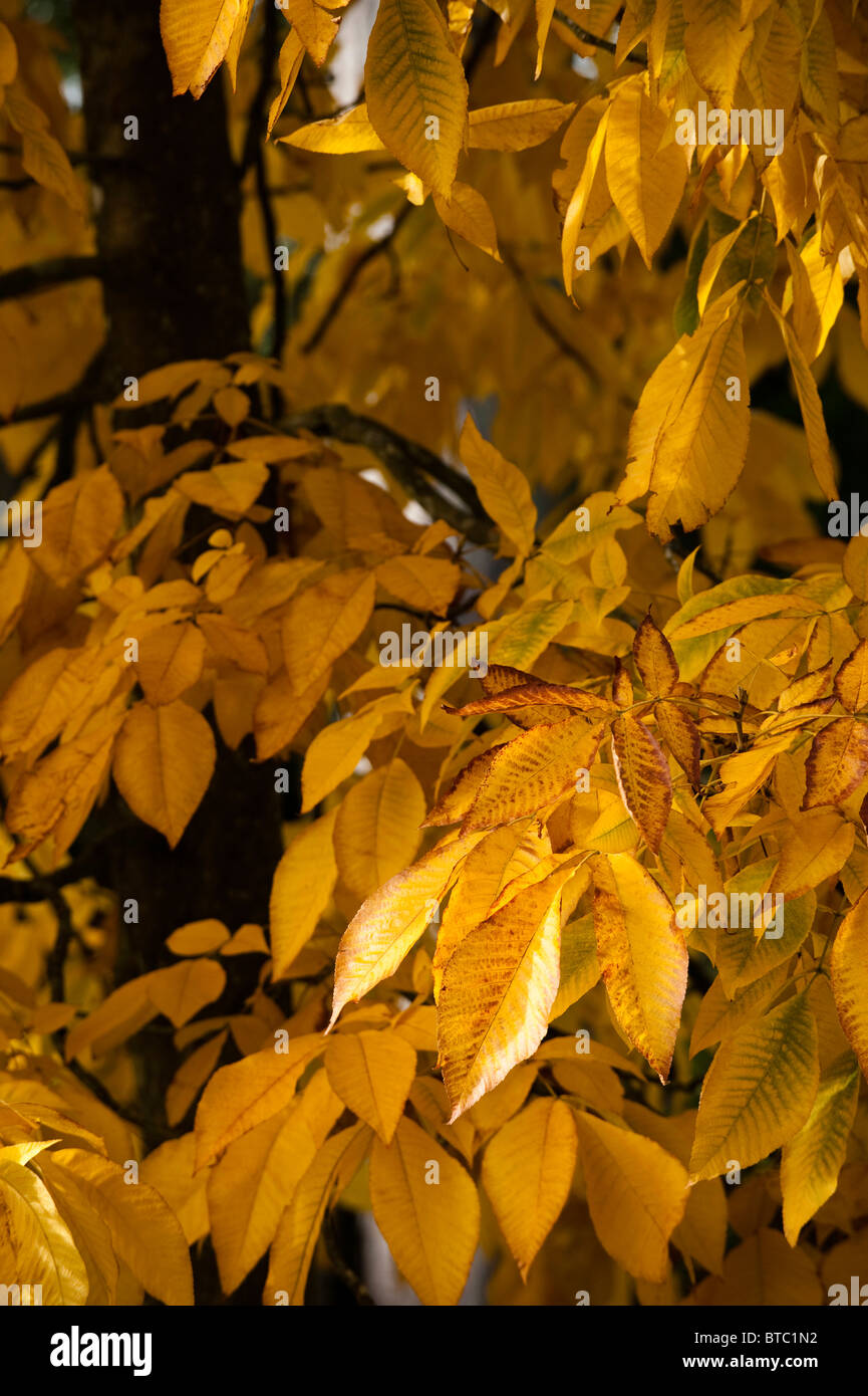 Carya Ovata, Shagbark Hickory, im Herbst im Westonbirt Arboretum, Vereinigten Königreich Stockfoto