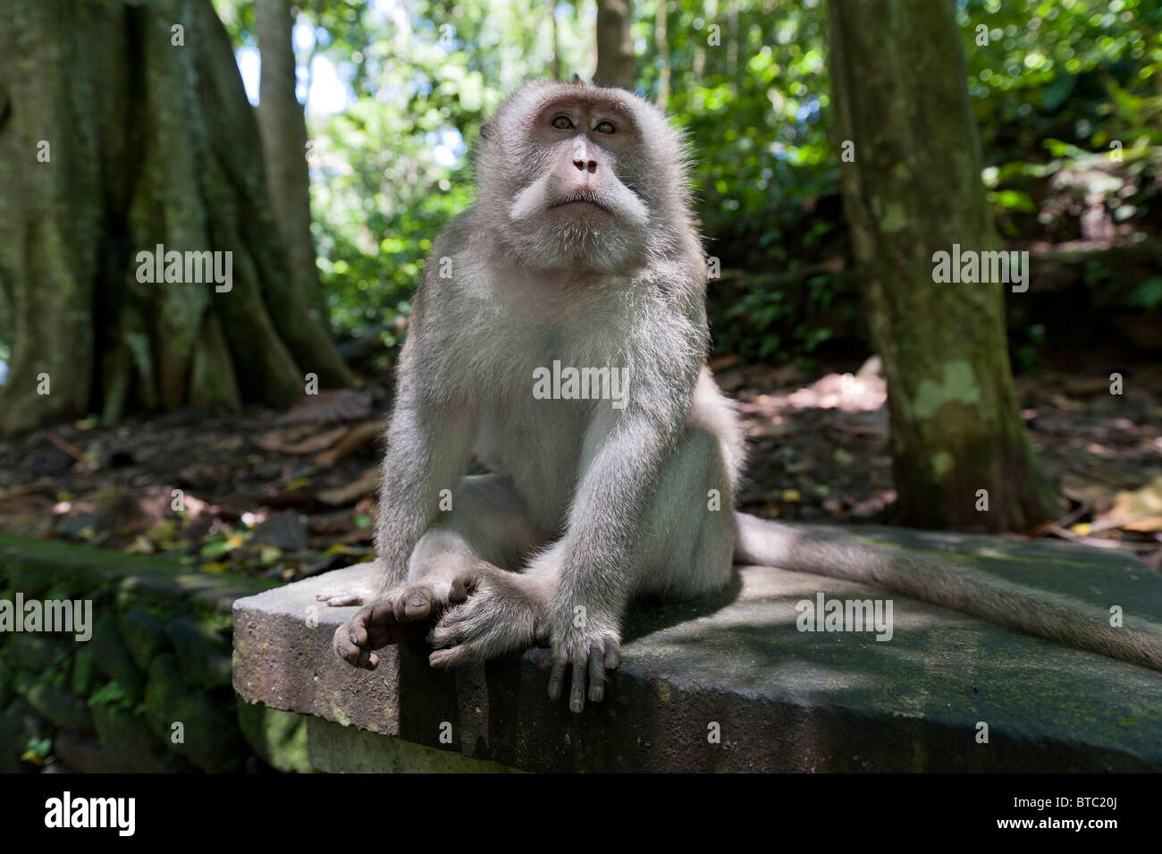 Lange Tailed Macaque am Heiligen Affenwald Heiligtum und Tempel in Ubud, Bali Stockfoto