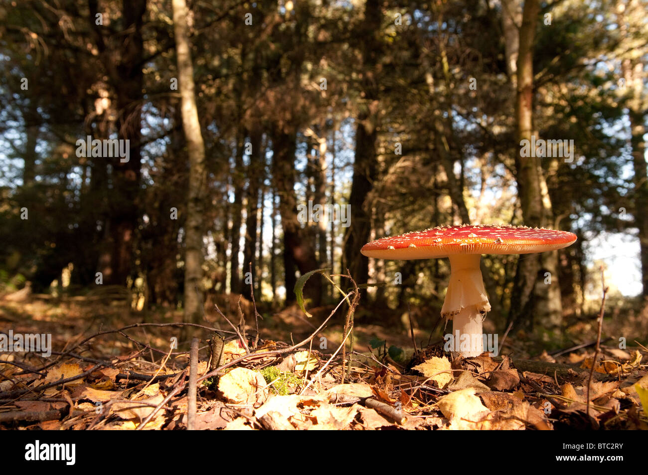 Die Fruchtkörper von Amanita Muscaria oder Fliegenpilz Pilz. Stockfoto