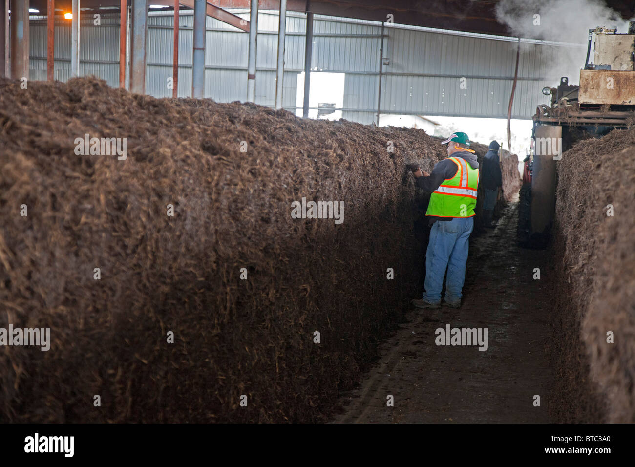 Alamosa, Colorado - Kompost für den Anbau von Pilzen ist auf der Rakhra Mushroom Farm bereit. Stockfoto