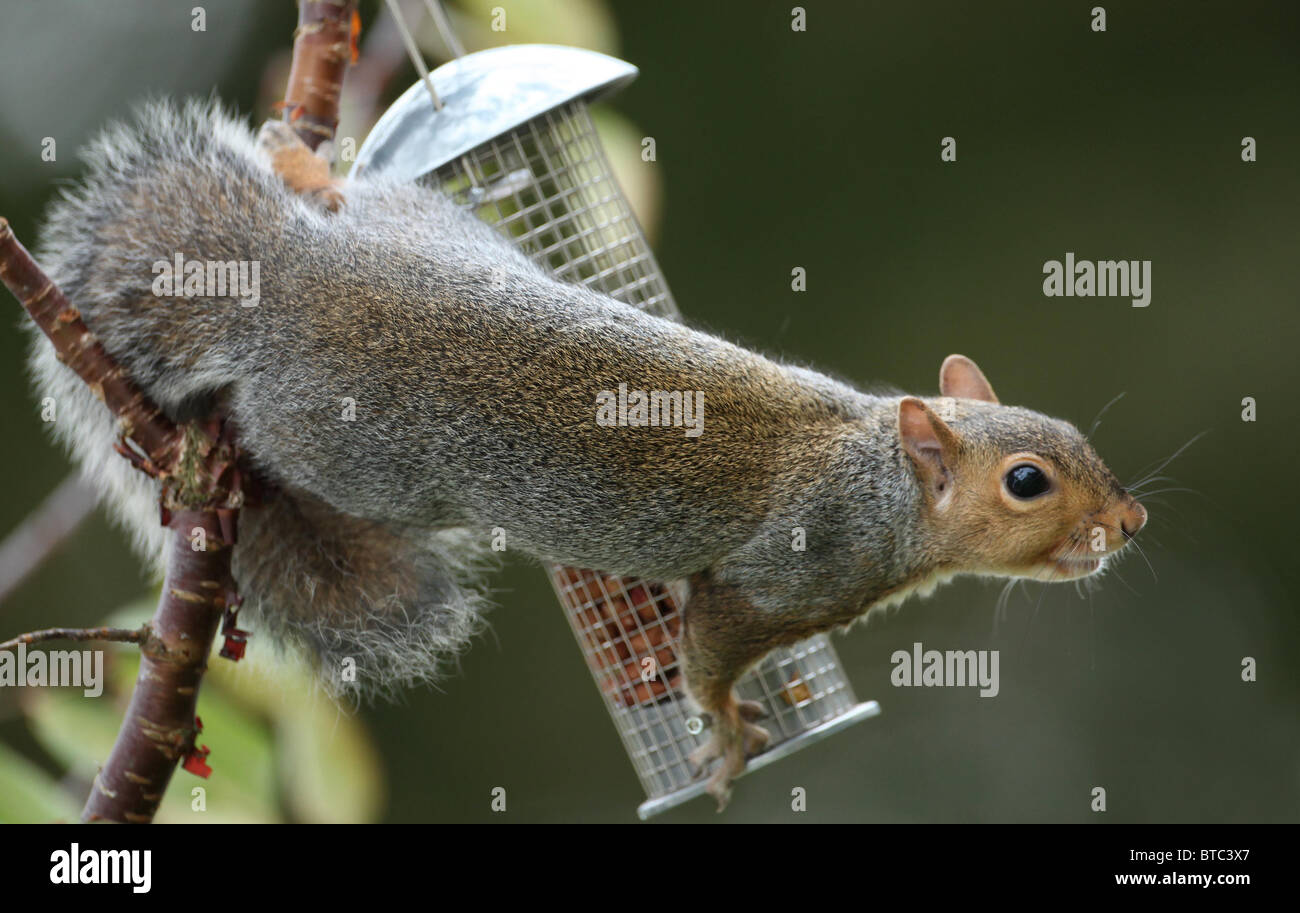 Graue Eichhörnchen auf ein Vogelhaus. Bild von James Boardman Stockfoto