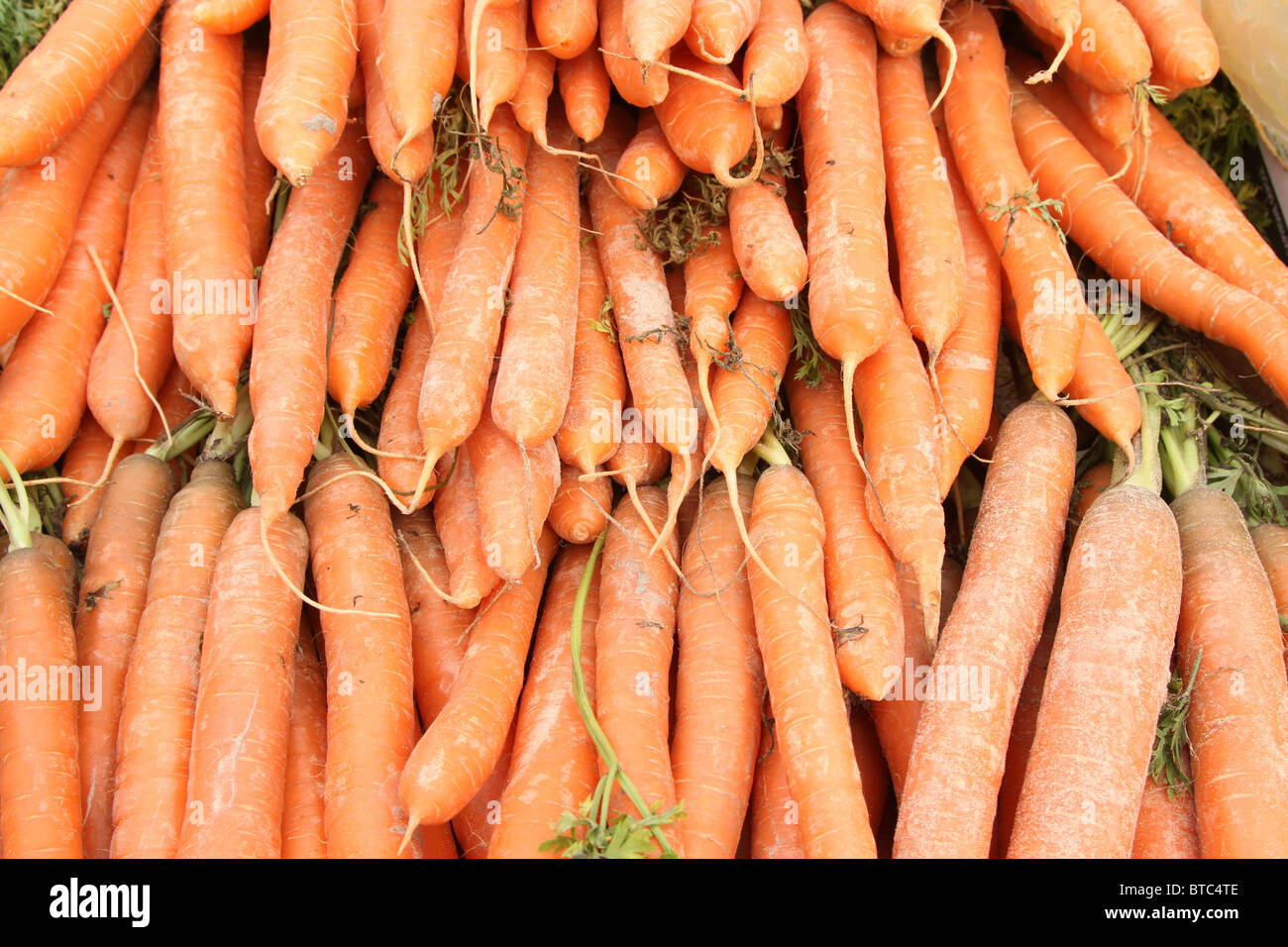 Frisch ausgehobenen und gewaschene Karotten zu verkaufen Stockfoto