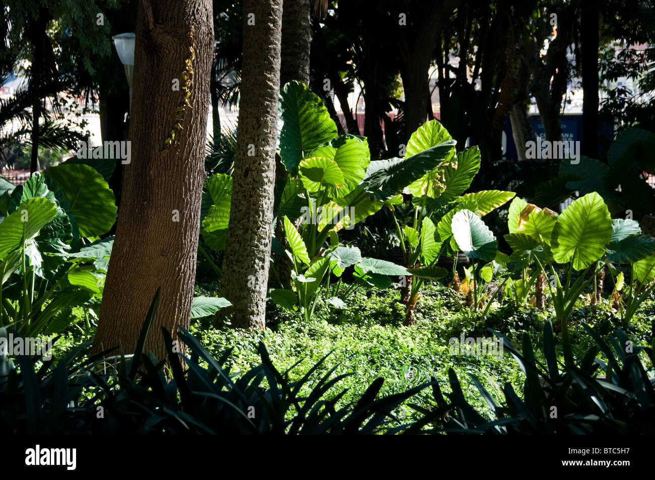 Spanien Andalusien Malaga Park Garten Meer Bäume Stockfoto