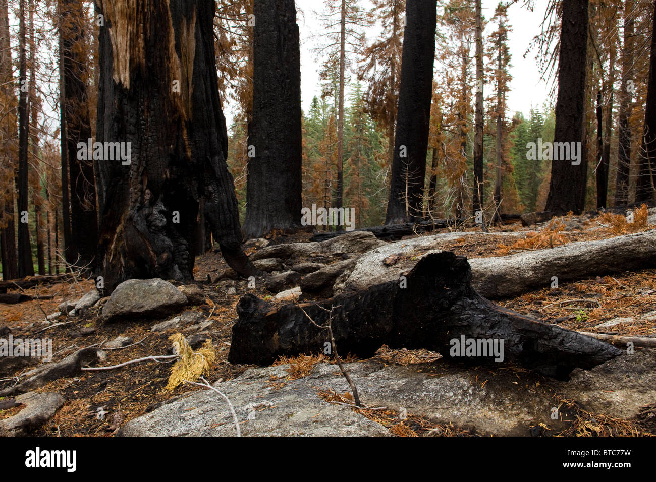 Verbrannten Wald Erholung - die Berge der Sierra Nevada, Kalifornien USA Stockfoto