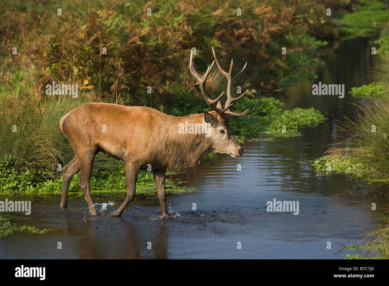 Überquerung eines Baches in der Brunftzeit Rotwild-Hirsch Stockfoto