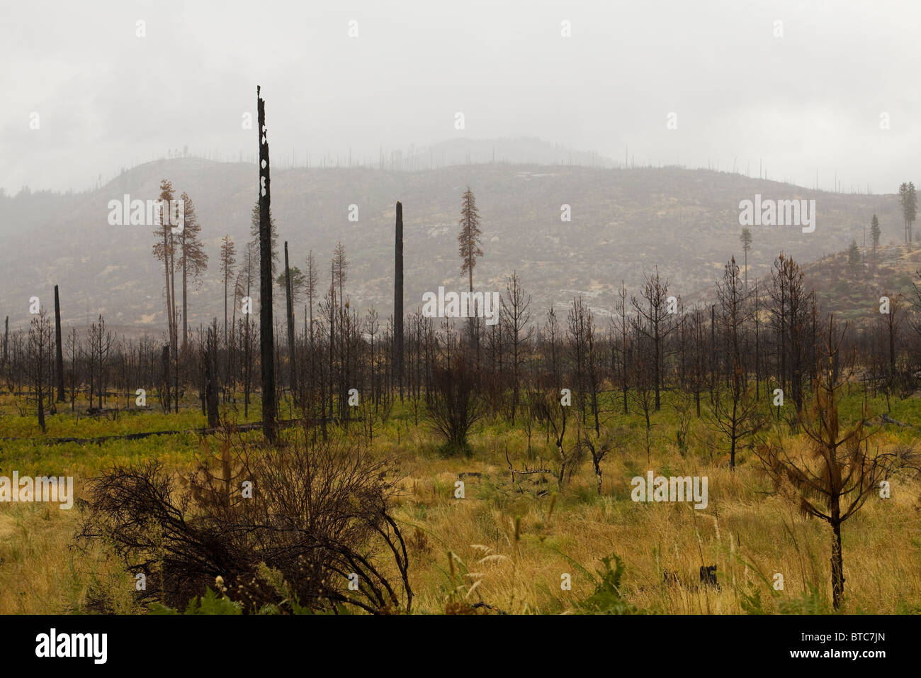 Verbrannten Wald erholt - Bergen der Sierra Nevada, Kalifornien USA Stockfoto