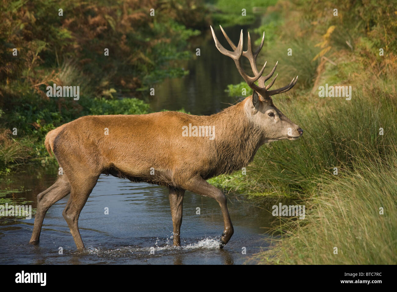 Ein Rotwild Hirsch kreuzt einen Stream während der Brunft Herbst Stockfoto