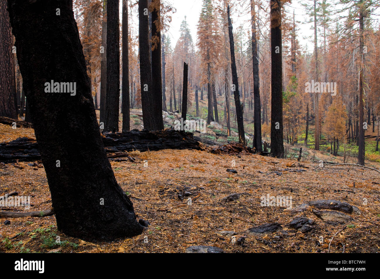 Verbrannte Baumstämme - die Berge der Sierra Nevada, Kalifornien USA Stockfoto