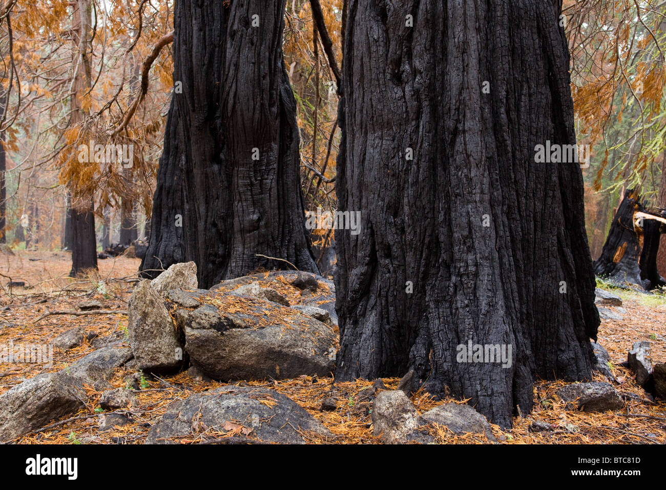 Verbrannte Baumstämme - die Berge der Sierra Nevada, Kalifornien USA Stockfoto