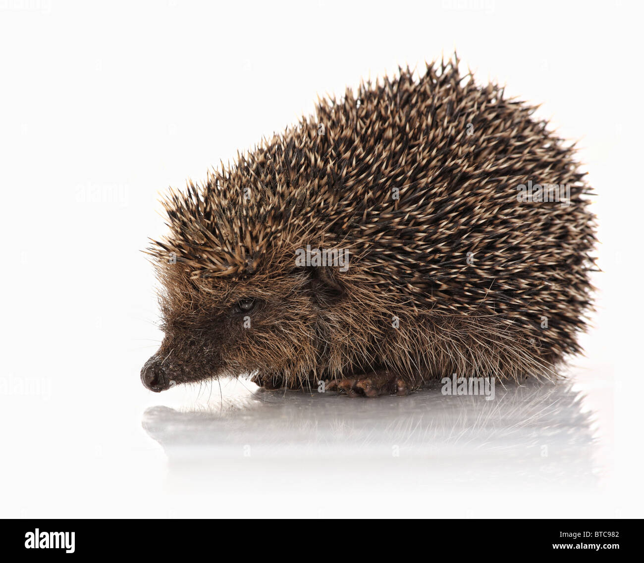 wilde Hodgehog auf weißem Hintergrund Stockfoto