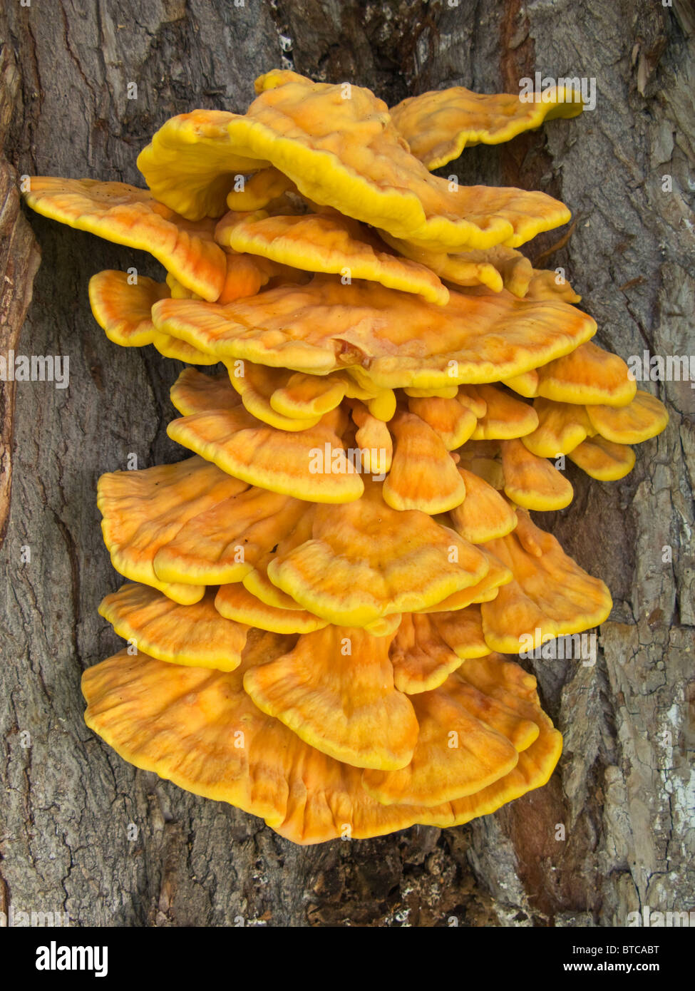 'Chicken des Waldes' Halterung Pilz (Laetiporus Sulphureus) Stockfoto
