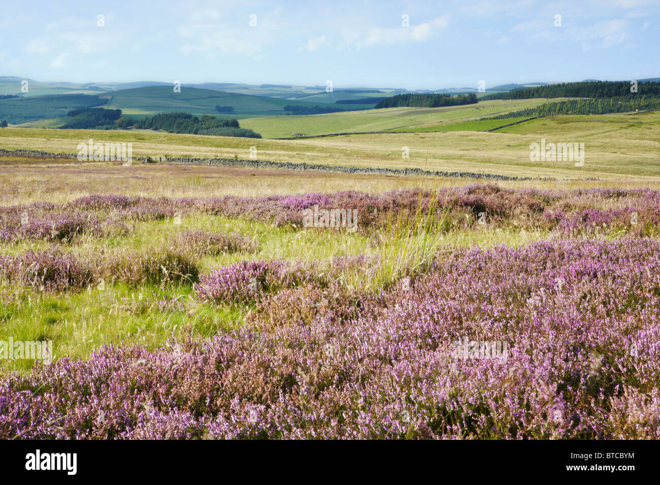 Blick über gemeinsame Lauder in Richtung Dun Gesetz Windfarm, Scottish Borders Stockfoto