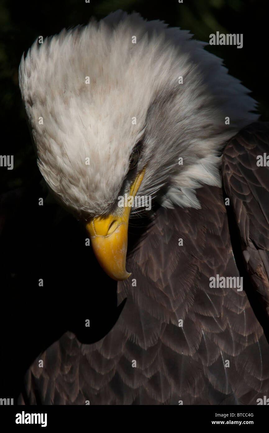 Der Weißkopfseeadler (Haliaeetus leucocephalus) Stockfoto