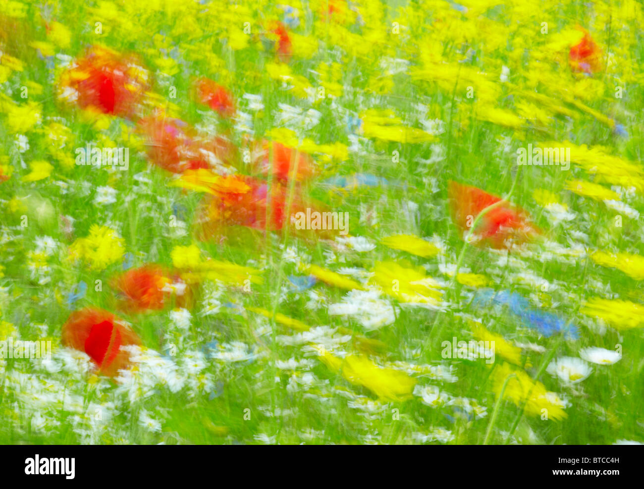 Bunte Wildblumen im Wind bewegen Stockfoto