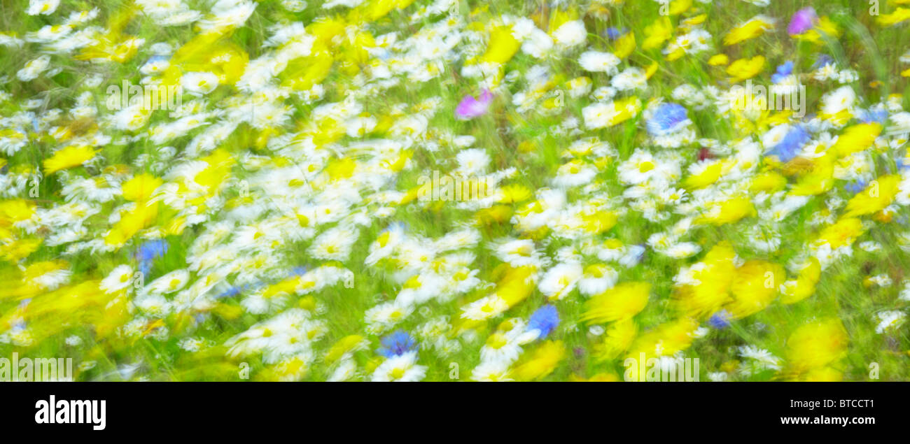 Bunte Wildblumen im Wind bewegen Stockfoto