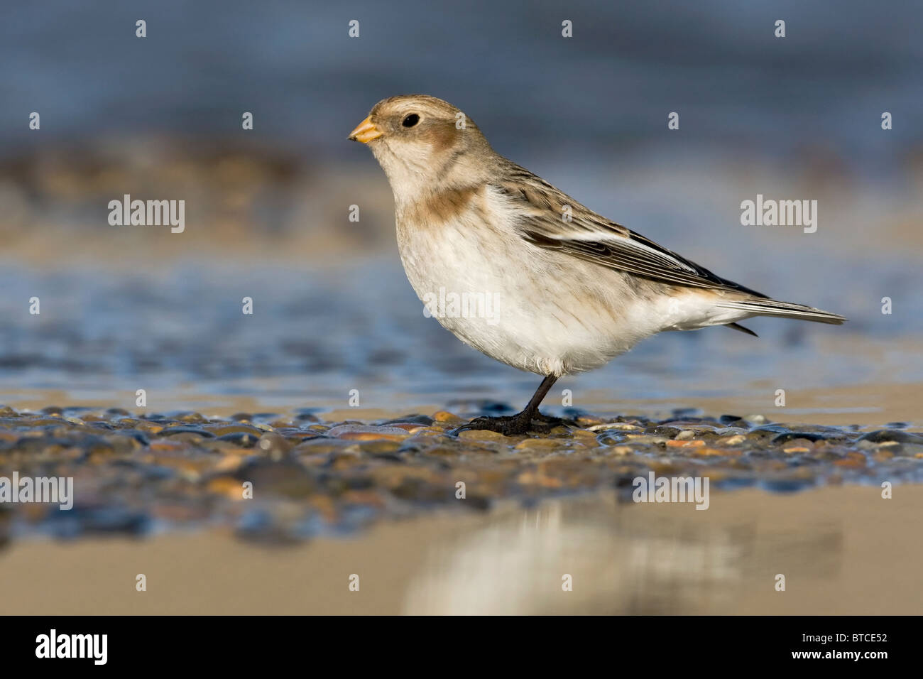 Ein Winterkleid Snow Bunting Stockfoto