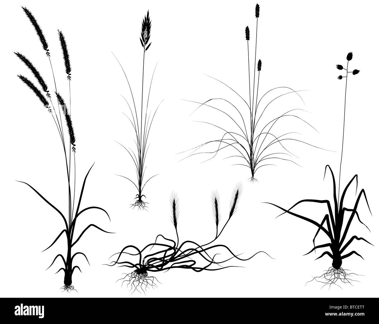 Reihe von illustrierten blühenden Rasen Silhouetten Stockfoto